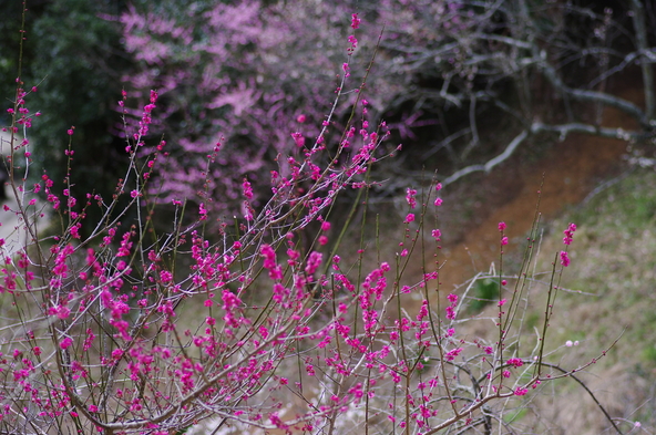 「大仁梅林」に咲くの梅の花(画像提供:toraya/PIXTA)