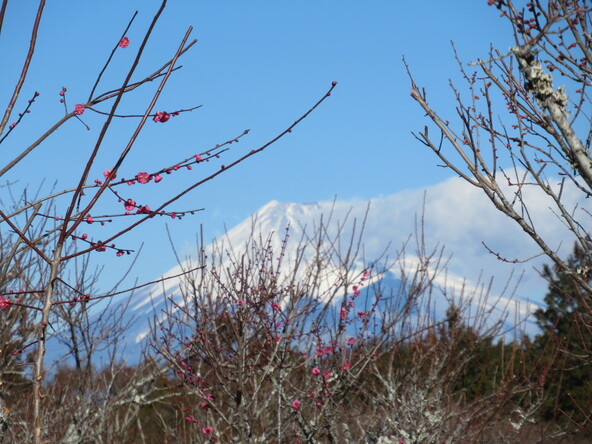 お天気が良い日には、梅の木越しに富士山が眺められことも
