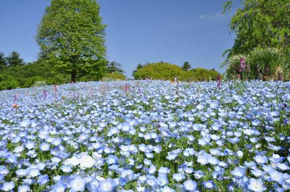 「国営昭和記念公園」のネモフィラ畑