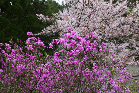 ミツバツツジと桜のコラボが見られる年も(画像提供:こいち / PIXTA)