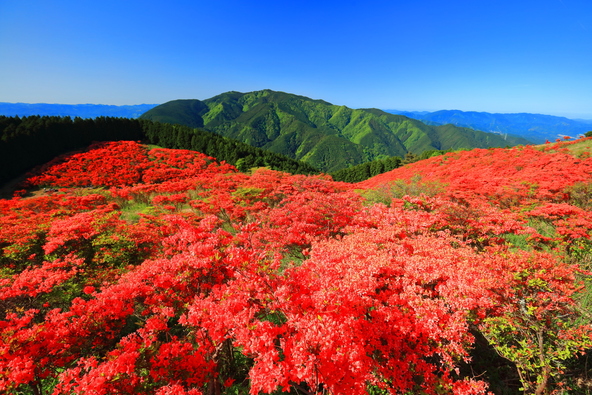 一目百万本の絶景!(画像提供:kazukiatuko / PIXTA)