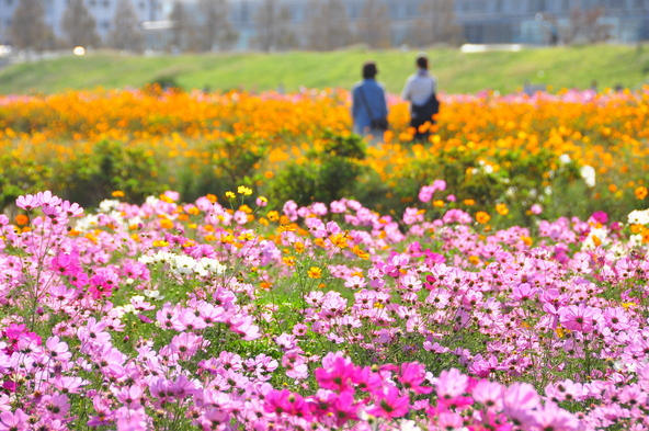 一年を通してさまざまなお花が咲きます(画像提供:Tjooko3 / PIXTA)