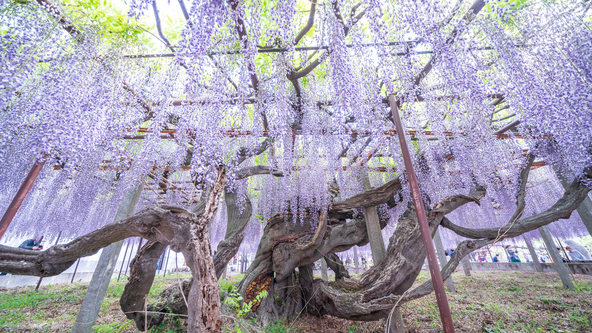樹齢650年と推定される「骨波田の藤」(画像提供:K@zuTa / PIXTA)