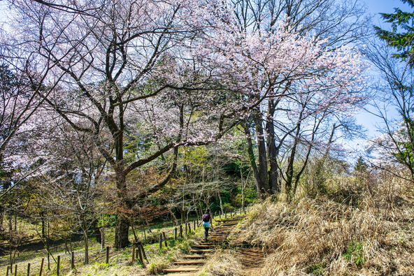 一丁平の千本桜(画像提供:Masa / PIXTA)