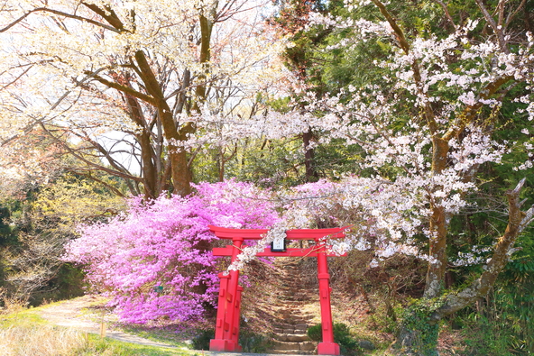 ミツバツツジと桜に囲まれた登山道入口の鳥居(画像提供:Ran / PIXTA)