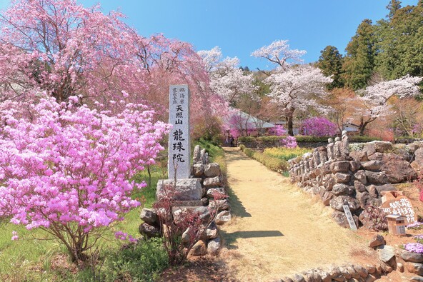 ミツバツツジほか春の花が咲き誇る「龍珠院」(画像提供:Ran / PIXTA)