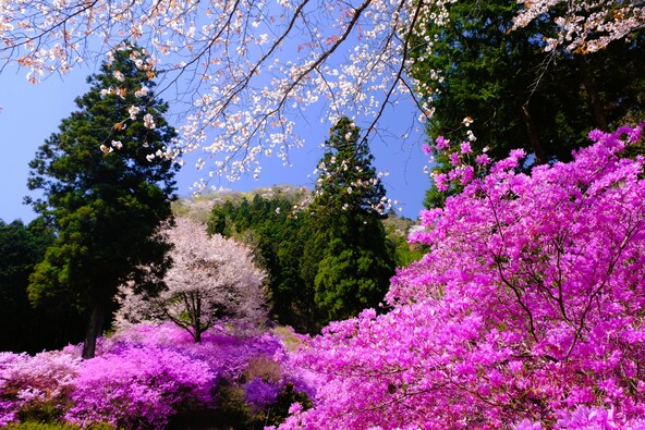 春の今熊山(画像提供:T west / PIXTA)