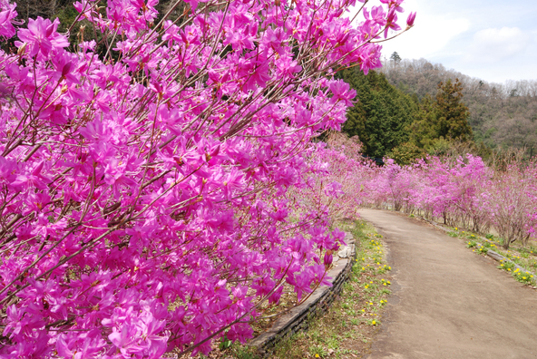 遊歩道を歩きながらミツバツツジを観賞(画像提供:ジョー / PIXTA)