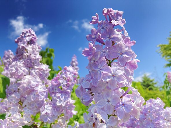 ライラックは、北海道では公園木や街路樹としても植えられています