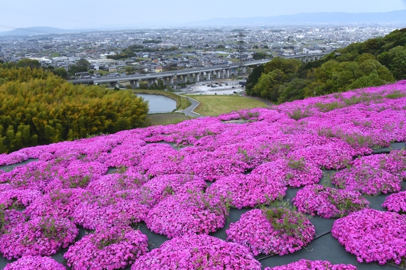 斜面に広がる芝桜(写真提供:aki / PIXTA)