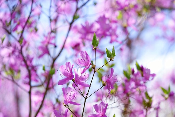 枝先に3枚の葉をつけるミツバツツジ(画像提供:奈良観光 / PIXTA)