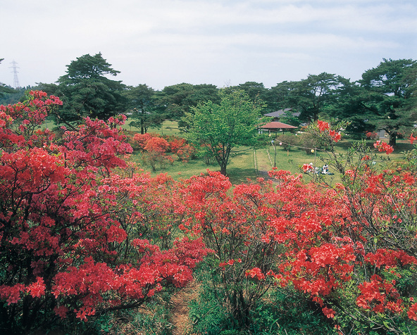 一面につつじが自生する公園(画像提供:三重県観光連盟 https://www.kankomie.or.jp/)