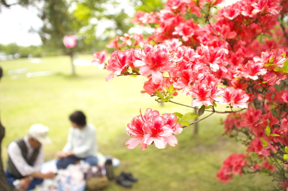 芝生広場はピクニックにぴったり(画像提供:三重県観光連盟 https://www.kankomie.or.jp/)
