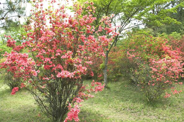自生しているつつじのほか、植栽されているつつじも(画像提供:三重県観光連盟 https://www.kankomie.or.jp/)