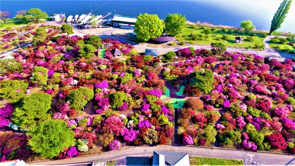 関東を代表するつつじの名所「館林市つつじが岡公園」