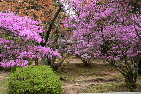 「津偕楽公園」に咲くミツバツツジ(画像提供:momo12345 / PIXTA)