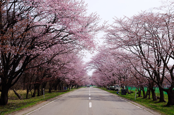 一直線の道路をお花見ドライブ(画像提供:suna / PIXTA)