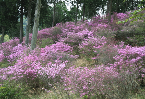 淡いピンク~濃い紅色の花を咲かせるコバノミツバツツジ(画像提供:Jun-Ju / PIXTA)