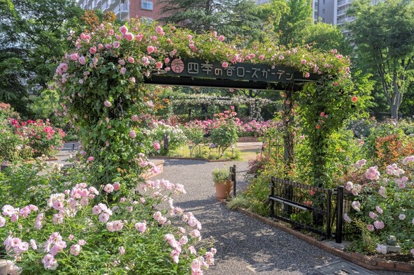 342品種・621株の春バラを楽しめます(写真は過去開花時の様子)
