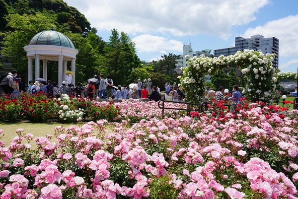 春バラが満開の頃の「ヴェルニー公園」