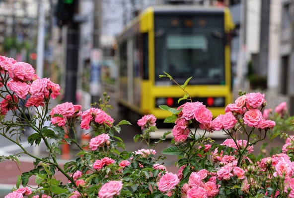 路面電車と美しいバラによる、まるで絵はがきのような風景(大塚駅前停留所付近)