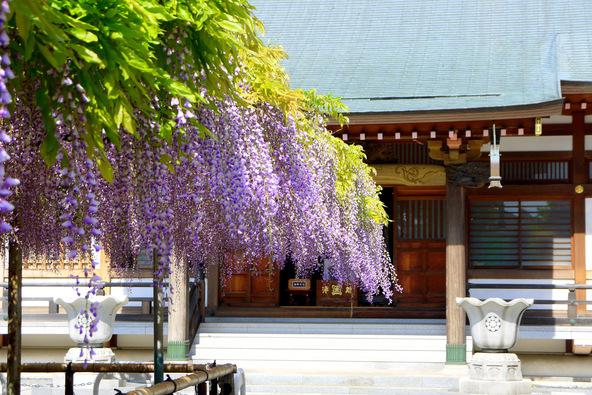 風が吹くたびになびく美しい藤の花(画像提供:hirorin / PIXTA)