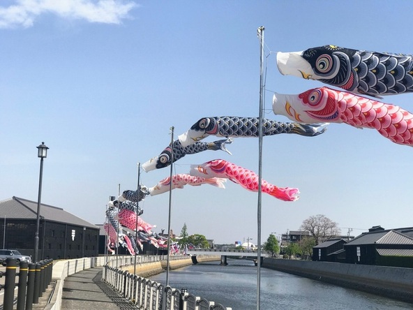 運河沿いを気持ち良さそうに泳ぐ鯉のぼり