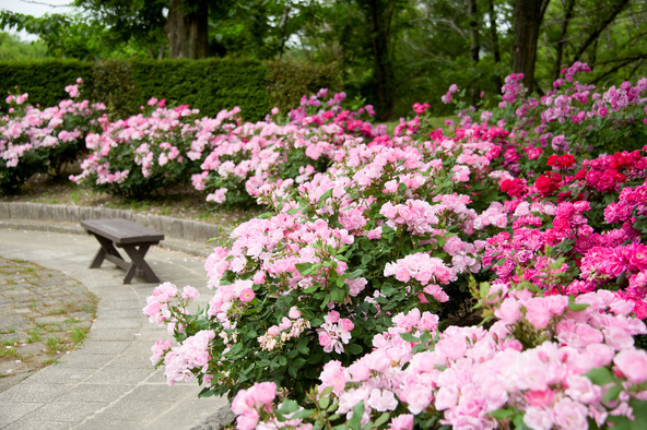 「滋賀農業公園ブルーメの丘」に咲くバラ(画像提供:terkey / PIXTA)