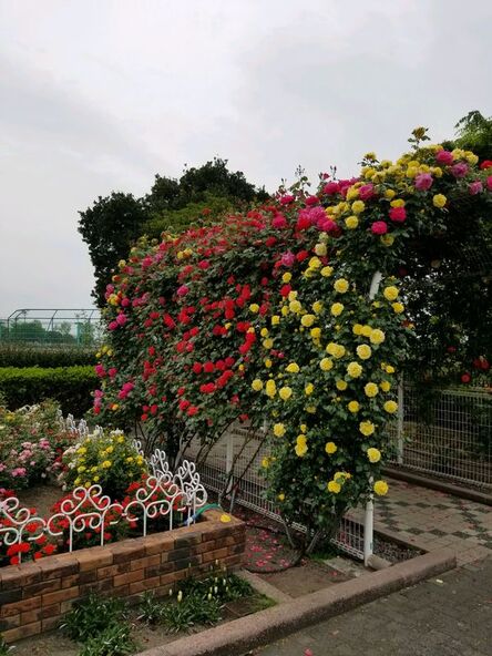 80種類・1,000株のバラが植えられた「伊予三島運動公園」