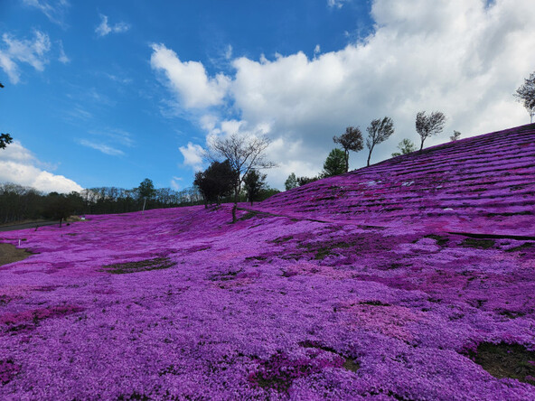 2025年5月16日の様子 花壇付近