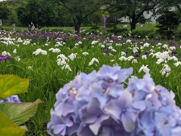 例年6月になるとあじさいも咲きます