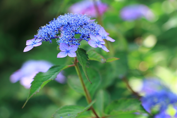 自然な色合いが美しく趣を感じさせる花(画像提供:みさご / PIXTA)