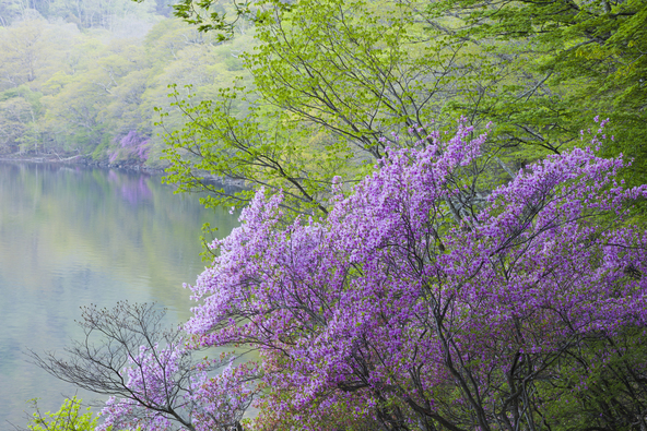 水辺に幻想的な景観を生み出しています(画像提供:ベンケイ / PIXTA)