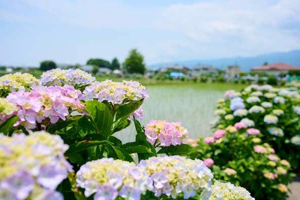 田園風景をバックに写真を撮るのもおすすめです