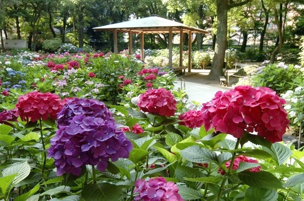 色とりどりに咲き競う紫陽花