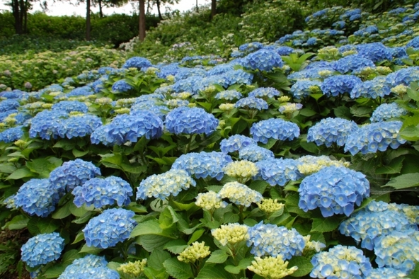 例年6月下旬から7月上旬に見頃を迎えるあじさい(画像提供:庄原観光ナビ)