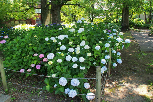 玉敷公園に咲くセイヨウアジサイ(画像提供:YAMASAN / PIXTA)