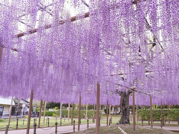 津島市は藤の名所として知られています