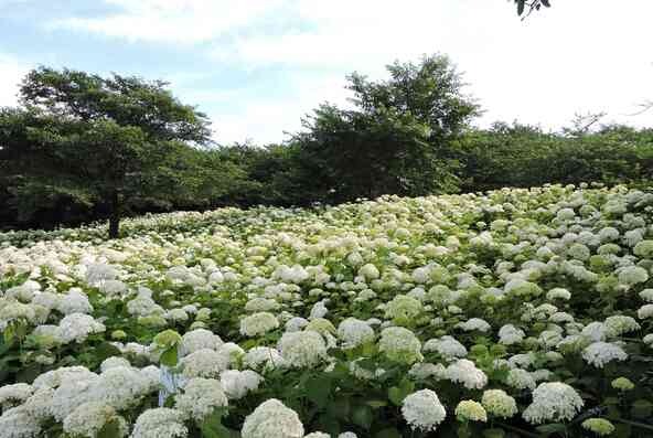 権現堂公園のシンボルあじさい「アナベル」