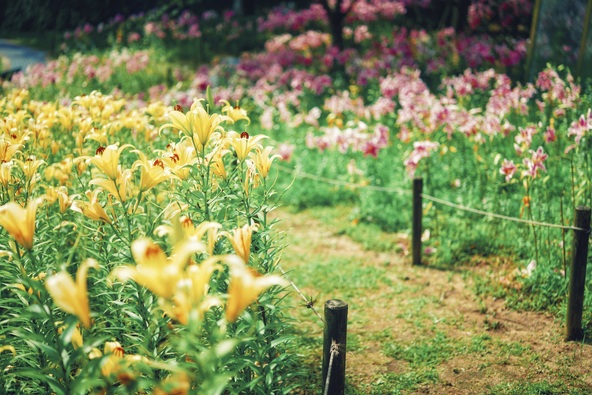 6月下旬~7月下旬に見頃を迎える「ユリ」。華やかな香りが一面を覆います