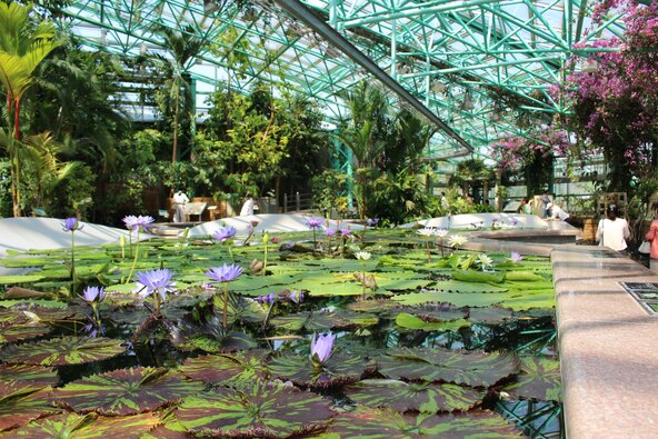 熱帯原産の水生植物を中心に展示している「アトリウム(温室)」