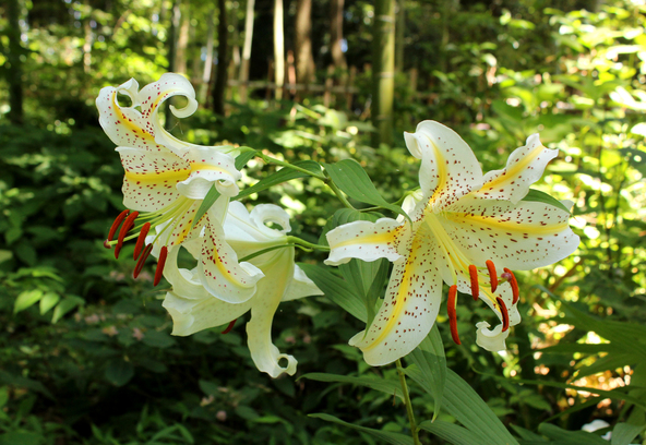 約130種類の山野草が植えられている「藤沢えびね やまゆり園」(画像提供:aokigaharajukai / PIXTA)
