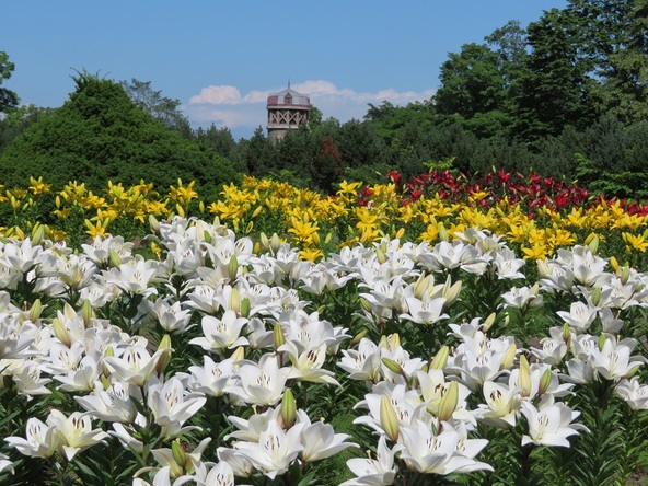 約100種類もの世界のゆりが見られる「百合が原公園」