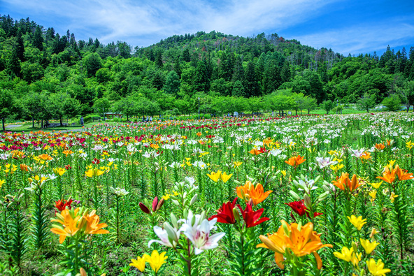 50万本ものゆりが植えられている「いいでどんでん平ゆり園」(画像提供:マサトシ / PIXTA)