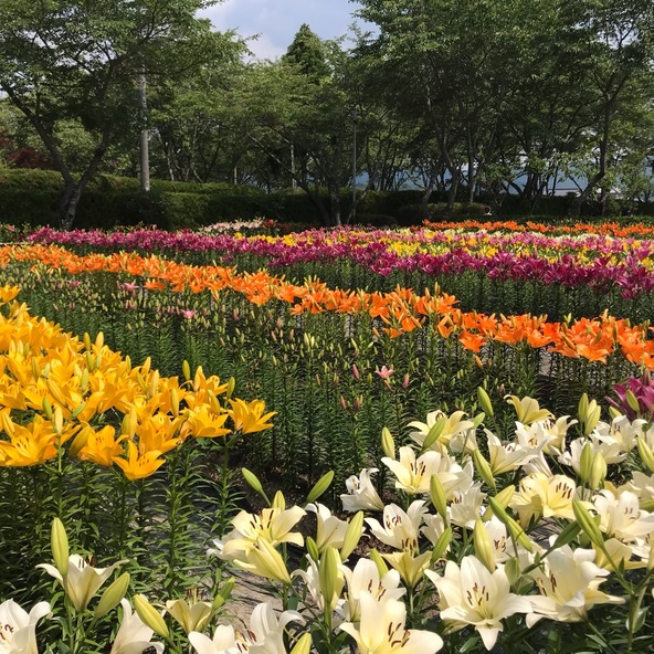 60種・10万本ものゆりと1,000株のあじさいが見られるスポット