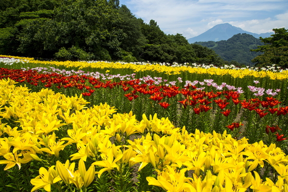日本最大級のフラワーパーク「とっとり花回廊」(画像提供:HIRO / PIXTA)