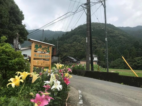 道路沿いに広がる約1万本ものゆりが見られます!