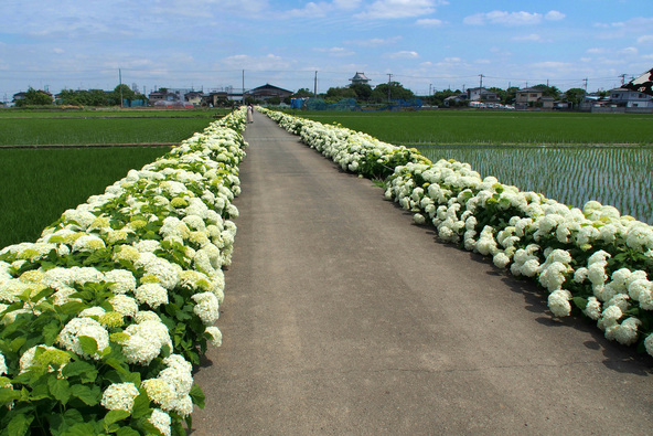 約1,500mの遊歩道に咲くあじさい(画像提供:YAMASAN / PIXTA)