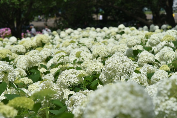 黄緑色の花が、真っ白に変化する光景も見られます(過去開花時の様子)