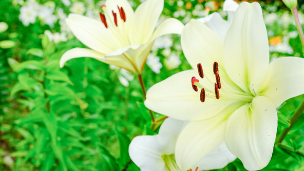 癒し効果も抜群のゆりのお花(画像提供:Yukini / PIXTA)